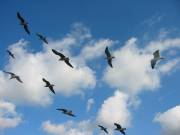 Bird Games at AnimalGames247.com