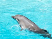 Dolphin at AnimalGames247.com