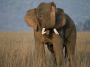 Elephant at AnimalGames247.com