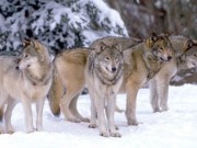 Wolf Games Category Image Wolf Games at AnimalGames247.com